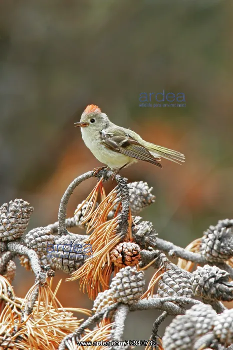 : Ruby-crowned Kinglet : Ruby-crowned Kinglet