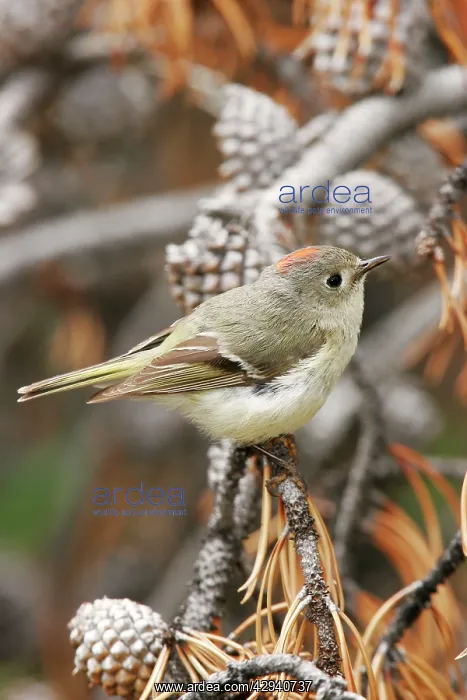 : Ruby-crowned Kinglet : Ruby-crowned Kinglet