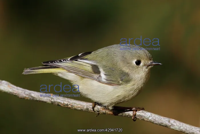 : Ruby-crowned Kinglet : Ruby-crowned Kinglet