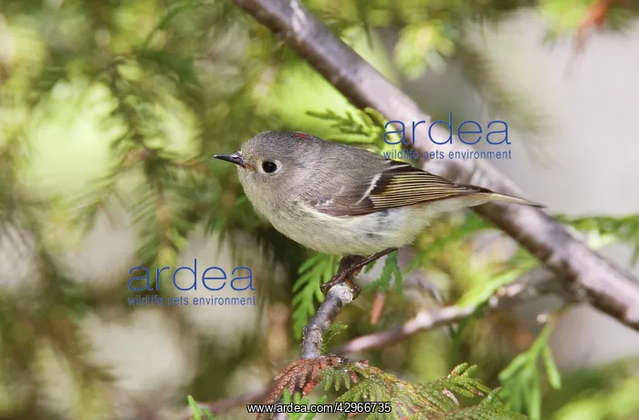 : Ruby-crowned Kinglet : Ruby-crowned Kinglet