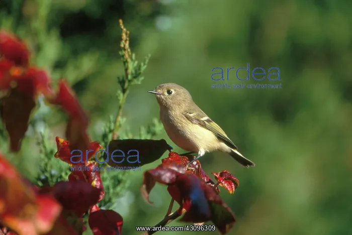 : Ruby-crowned Kinglet : Ruby-crowned Kinglet