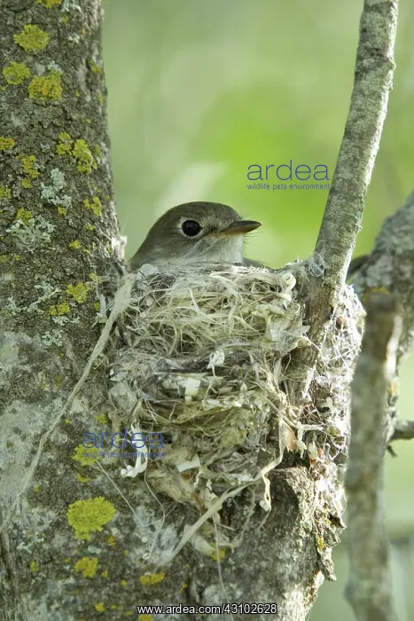: Ruby-crowned Kinglet : Ruby-crowned Kinglet
