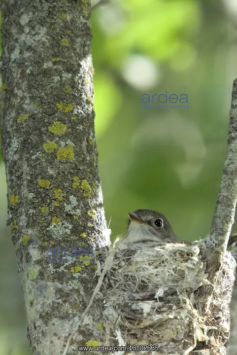: Ruby-crowned Kinglet : Ruby-crowned Kinglet