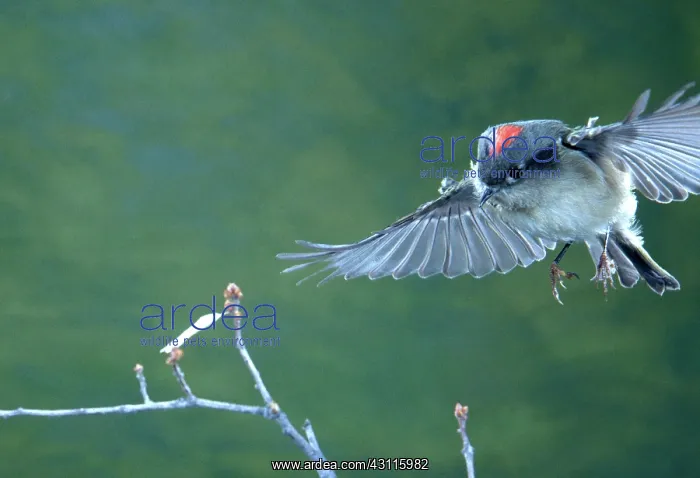 : Ruby Crowned Kinglet : Ruby Crowned Kinglet
