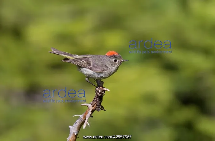 : Ruby-crowned Kinglet - adult : Ruby-crowned Kinglet - adult