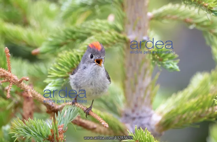 : Ruby-crowned Kinglet, Regulus calendula. One of Americas sm : Ruby-crowned Kinglet, Regulus calendula. One of Americas sm