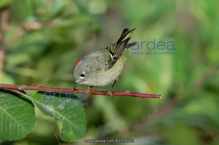 : Ruby-crowned Kinglet showing crown : Ruby-crowned Kinglet showing crown