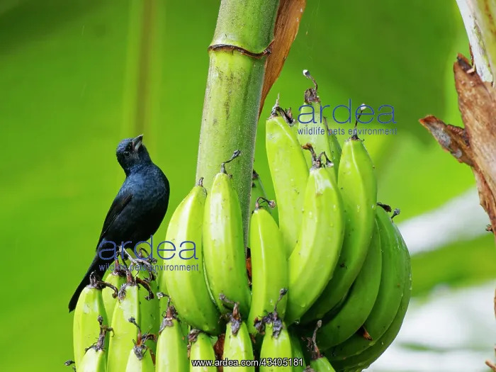 : Ruby Crowned Tanager male on bananas Tachyphonus : Ruby Crowned Tanager male on bananas Tachyphonus