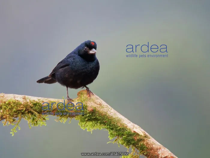 : Ruby Crowned Tanager male Tachyphonus coronatus : Ruby Crowned Tanager male Tachyphonus coronatus