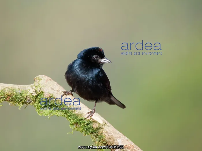 : Ruby Crowned Tanager male Tachyphonus coronatus : Ruby Crowned Tanager male Tachyphonus coronatus