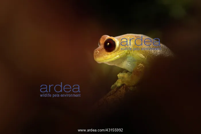 : Ruby Eyed Tree Frog : Ruby Eyed Tree Frog