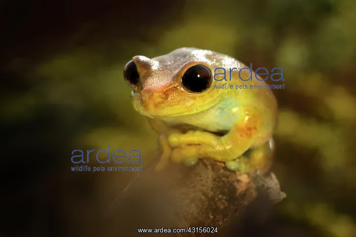 : Ruby Eyed Tree Frog : Ruby Eyed Tree Frog