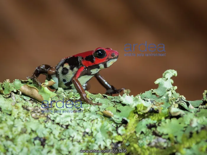 : Ruby Poison-frog (Andinobates bombetes), Colombia : Ruby Poison-frog (Andinobates bombetes), Colombia