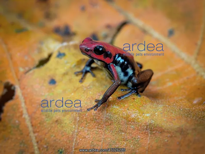 : Ruby Poison-frog (Andinobates bombetes), Colombia : Ruby Poison-frog (Andinobates bombetes), Colombia