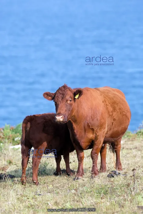  : Ruby Red Devon Cattle - cows in field by sea