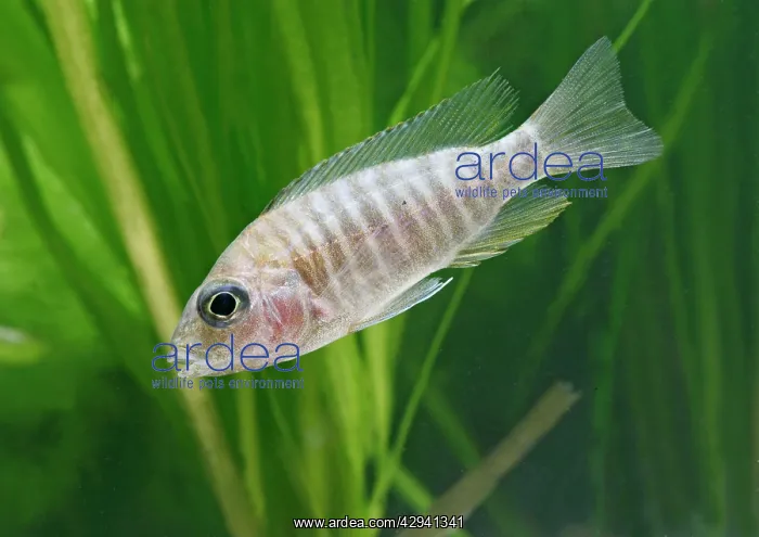 : Ruby Red Peacock - side view, tropical freshwater : Ruby Red Peacock - side view, tropical freshwater