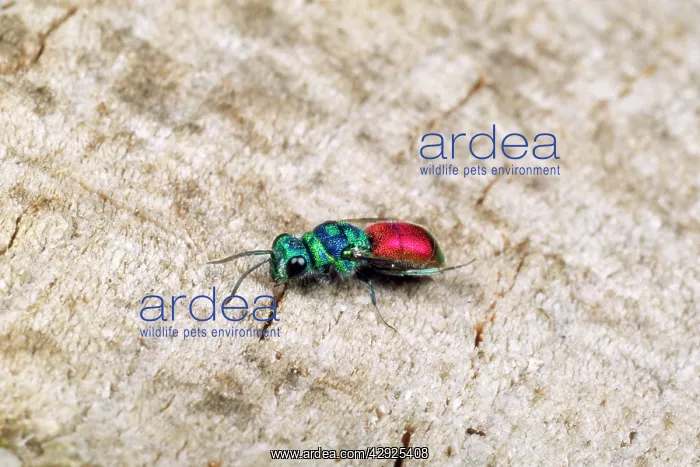  : Ruby-tailed Wasp