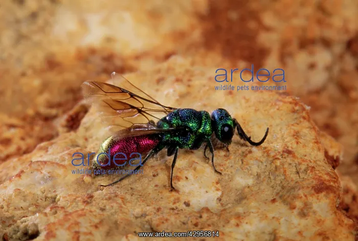 : Ruby-tailed WASP : Ruby-tailed WASP