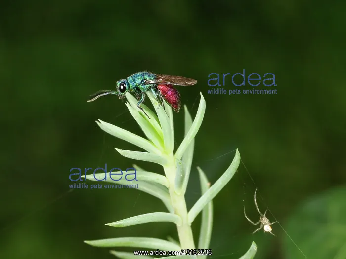 : Ruby Tailed Wasp : Ruby Tailed Wasp