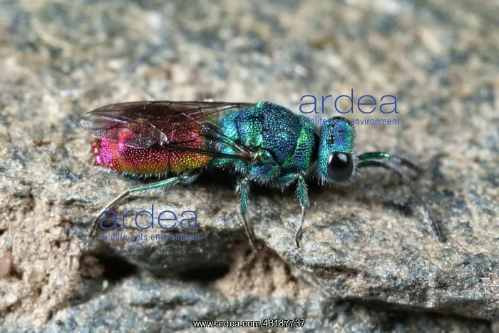 : Ruby-tailed Wasp : Ruby-tailed Wasp