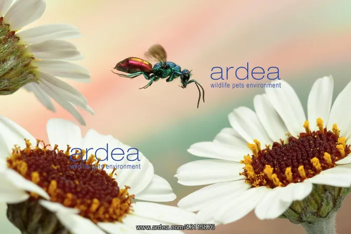 : Ruby-tailed wasp (Chrysis ignita) in flight at the : Ruby-tailed wasp (Chrysis ignita) in flight at the