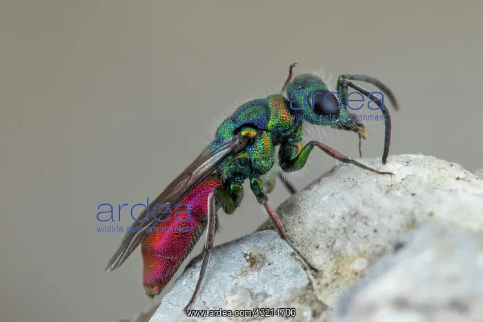: Ruby-tailed wasp (Chrysis ruddii) on rock, Cayolle : Ruby-tailed wasp (Chrysis ruddii) on rock, Cayolle