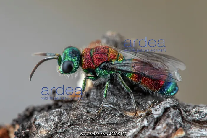 : Ruby-tailed wasp (Chrysis viridula), Cayolle pass : Ruby-tailed wasp (Chrysis viridula), Cayolle pass