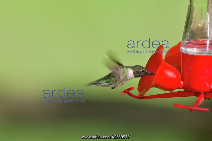 : Ruby-throated Hummingbird : Ruby-throated Hummingbird