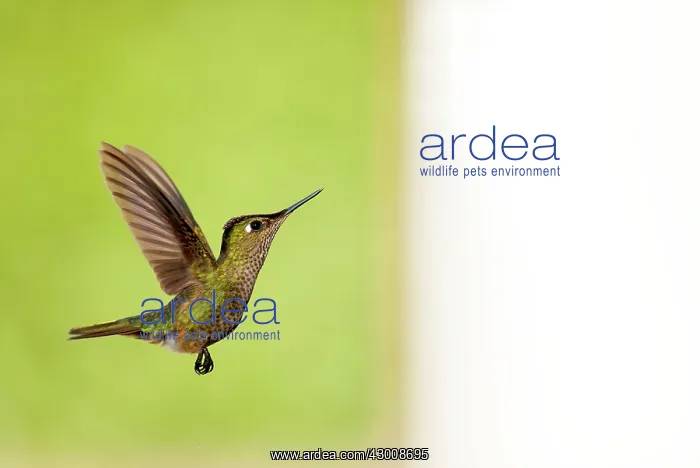 : Ruby Throated Hummingbird : Ruby Throated Hummingbird
