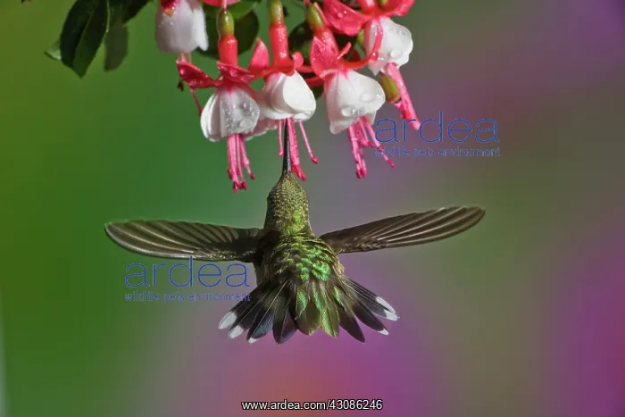 : Ruby-throated Hummingbird : Ruby-throated Hummingbird