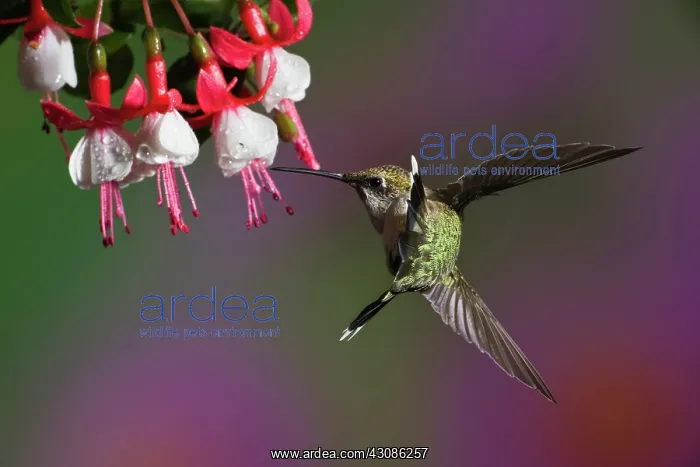 : Ruby-throated Hummingbird : Ruby-throated Hummingbird