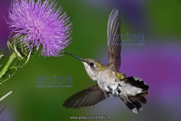 : Ruby-throated Hummingbird : Ruby-throated Hummingbird
