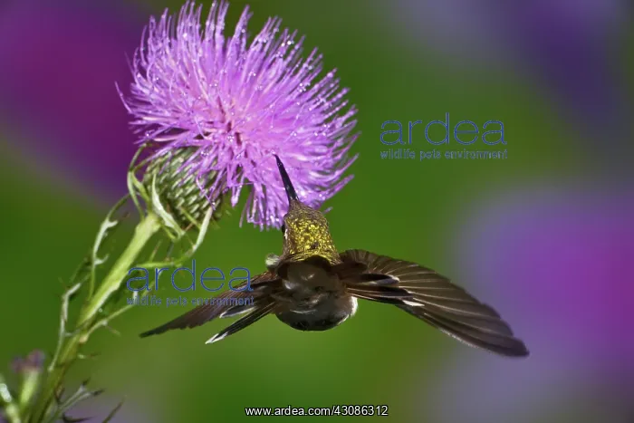 : Ruby-throated Hummingbird : Ruby-throated Hummingbird