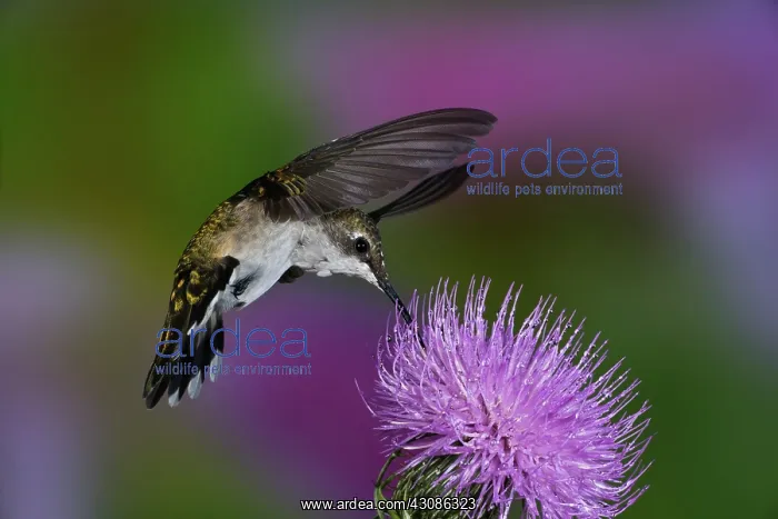 : Ruby-throated Hummingbird : Ruby-throated Hummingbird