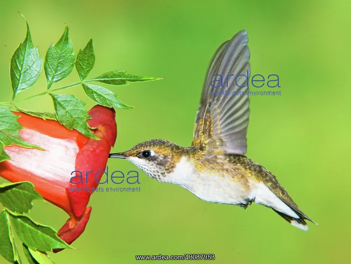 : Ruby Throated Hummingbird : Ruby Throated Hummingbird