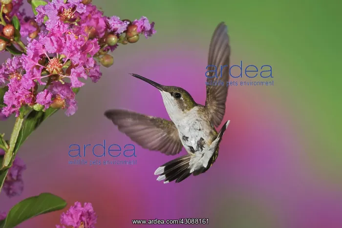 : Ruby Throated Hummingbird : Ruby Throated Hummingbird