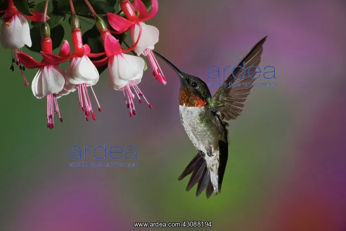 : Ruby Throated Hummingbird : Ruby Throated Hummingbird
