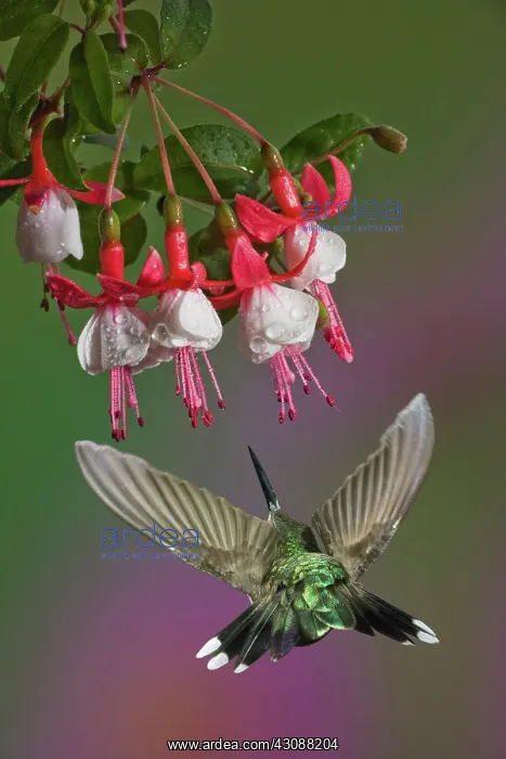 : Ruby Throated Hummingbird : Ruby Throated Hummingbird