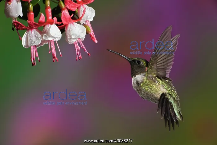 : Ruby Throated Hummingbird : Ruby Throated Hummingbird