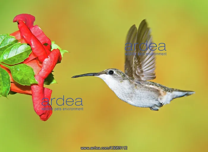 : Ruby Throated Hummingbird : Ruby Throated Hummingbird