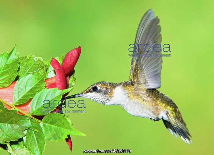 : Ruby Throated Hummingbird : Ruby Throated Hummingbird
