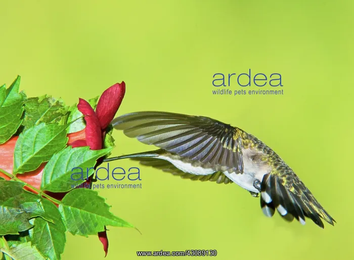 : Ruby Throated Hummingbird : Ruby Throated Hummingbird