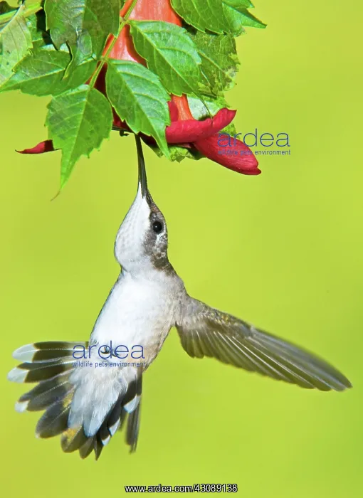 : Ruby Throated Hummingbird : Ruby Throated Hummingbird
