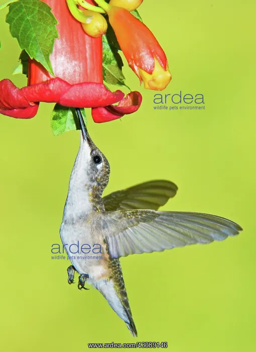 : Ruby Throated Hummingbird : Ruby Throated Hummingbird
