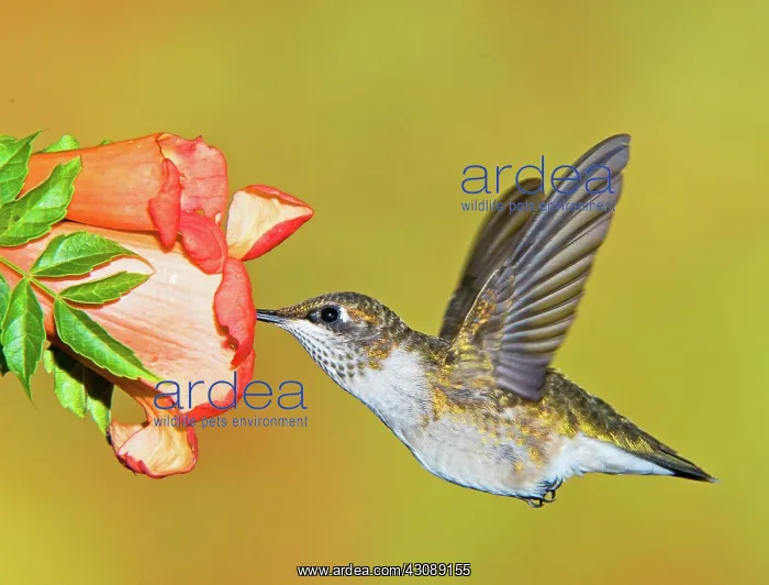: Ruby Throated Hummingbird : Ruby Throated Hummingbird