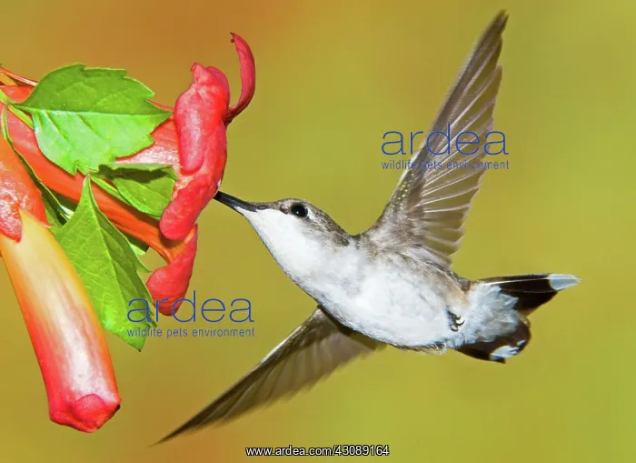 : Ruby Throated Hummingbird : Ruby Throated Hummingbird