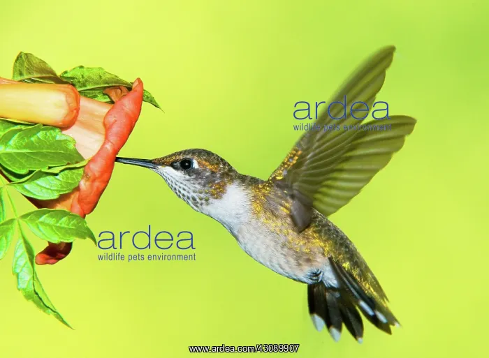 : Ruby Throated Hummingbird : Ruby Throated Hummingbird