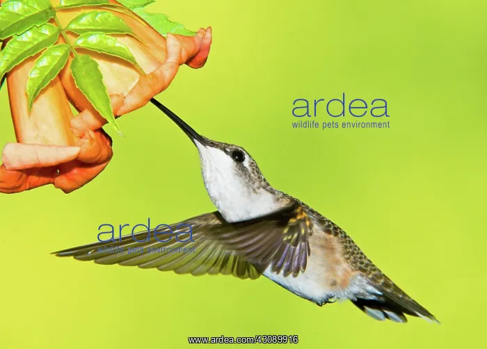 : Ruby Throated Hummingbird : Ruby Throated Hummingbird