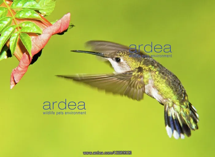 : Ruby Throated Hummingbird : Ruby Throated Hummingbird