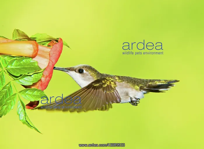 : Ruby Throated Hummingbird : Ruby Throated Hummingbird